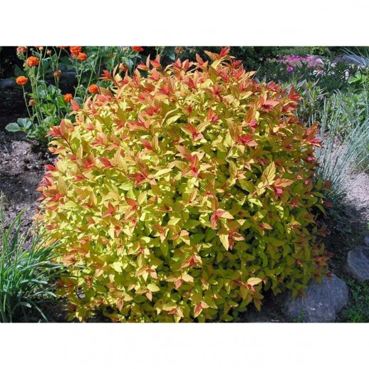 Спирея японская Меджик Карпет (Spiraea japonica Magic Carpet) C2,8L; 30-40cm. XXL из питомника Ваш сад