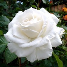 Роза Annapurna (Аннапурна) C12L