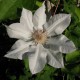 Клематис Вельге Даам (Clematis Valge Daam) С7L;80-100 BE из питомника Ваш сад