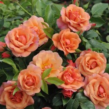 Роза Apricola (Априкола) C12L