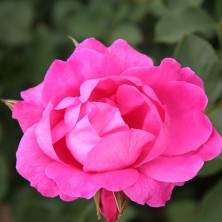 Роза Melrose (Мелроуз) C12L