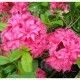 Азалия гибридная Хоумбуш (Azalea Knap Hill Homebush) С6L; 40-50cm. XXL из питомника Ваш сад