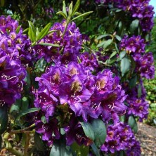Рододендрон гибридный Марсель Менард (Rhododendron Marcel Menard) С5L;40-50см BE