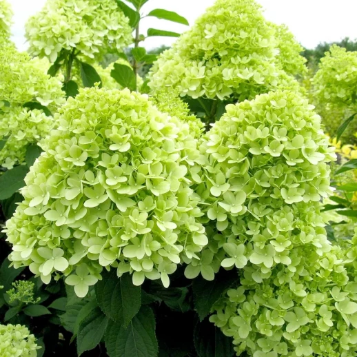 Гортензия метельчатая Лаймлайт (Hydrangea paniculata Limelight) C55L;h60-80 из питомника Ваш сад