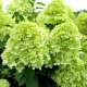 Гортензия метельчатая Лаймлайт (Hydrangea paniculata Limelight) C55L;h60-80 из питомника Ваш сад