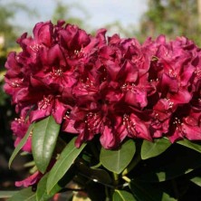 Рододендрон гибридный Поларнахт (Rhododendron Polarnacht) С5L;30-40см BE