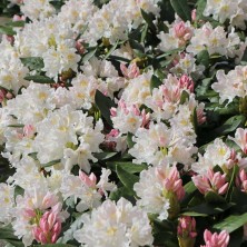 Рододендрон гибридный Каннингемс Уайт ( Rhododendron Cunningham's White) C6L; 40-50cm. XXL