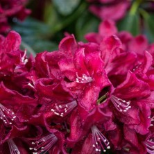 Рододендрон Анна Нетребко (Rhododendron Anna Netrebko) C6L; 30-40cm. XXL