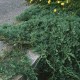 Можжевельник Вилтони (Wiltonii) из питомника Ваш сад
