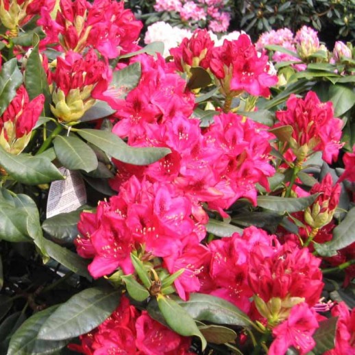 Рододендрон гибридный Нова Зембла (Rhododendron Nova Zembla) C15L; 60+cm. XXL из питомника Ваш сад