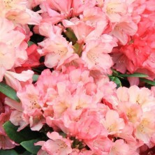 Рододендрон Парк Бремена (Rhododendron Park Bremen) C6L; 30-40cm. XXL
