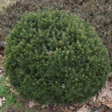 Пихта субальпийская Грин Глоб (Abies lasiocarpa Green Globe) D3,7; 25-30cm. XXL
