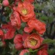 Айва Манго Шторм (Chaenomeles speciosa Mango Storm)С3L 40+cm. BE из питомника Ваш сад