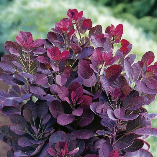Скумпия Роял Пёпл (Cotinus coggygria Royal Purple) C3,6L;h40+ BE из питомника Ваш сад