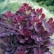 Скумпия Роял Пёпл (Cotinus coggygria Royal Purple) C3,6L;h40+ BE из питомника Ваш сад