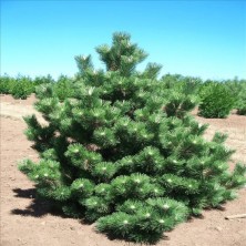 Сосна Тунберга Тандерхед (Pinus thunbergii Thunderhead) D10; 50-60cm. XXL