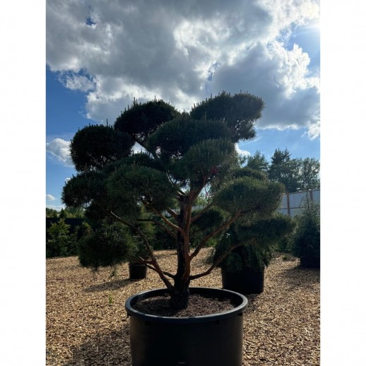 Бонсай сосна обыкновенная (Pinus Sylvestris), Extra 24 из питомника Ваш сад