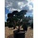 Бонсай сосна обыкновенная (Pinus Sylvestris), Extra 24 из питомника Ваш сад