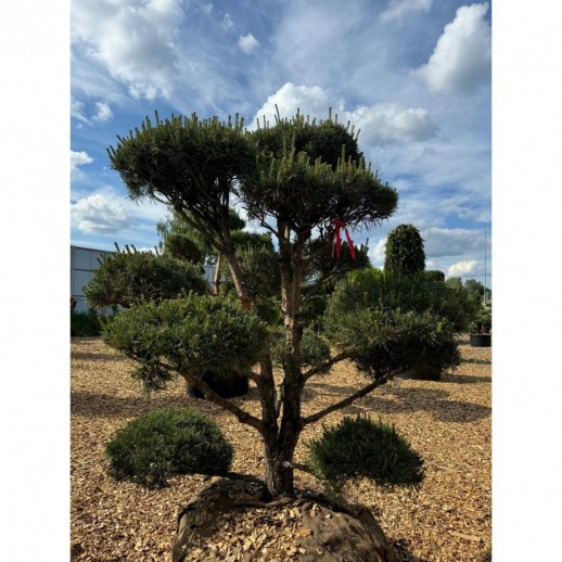 Бонсай сосна обыкновенная (Pinus Sylvestris), Extra 24 из питомника Ваш сад