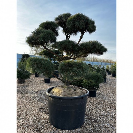 Бонсай сосна обыкновенная (Pinus Sylvestris), Extra 24 из питомника Ваш сад