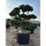 Бонсай сосна обыкновенная (Pinus Sylvestris), Extra 24 из питомника Ваш сад