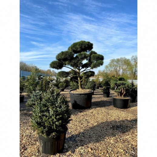 Бонсай сосна обыкновенная (Pinus Sylvestris), Extra 24 из питомника Ваш сад