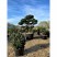Бонсай сосна обыкновенная (Pinus Sylvestris), Extra 24 из питомника Ваш сад