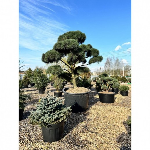 Бонсай сосна обыкновенная (Pinus Sylvestris), Extra 24 из питомника Ваш сад