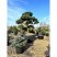 Бонсай сосна обыкновенная (Pinus Sylvestris), Extra 24 из питомника Ваш сад