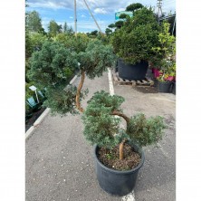 Бонсай Можжевельник Пфитцериана (Juniperus Pfitzeriana) h80+ С35L