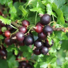Йошта (Ribes x Nidigrolaria Jogusto) D3,4 XXL