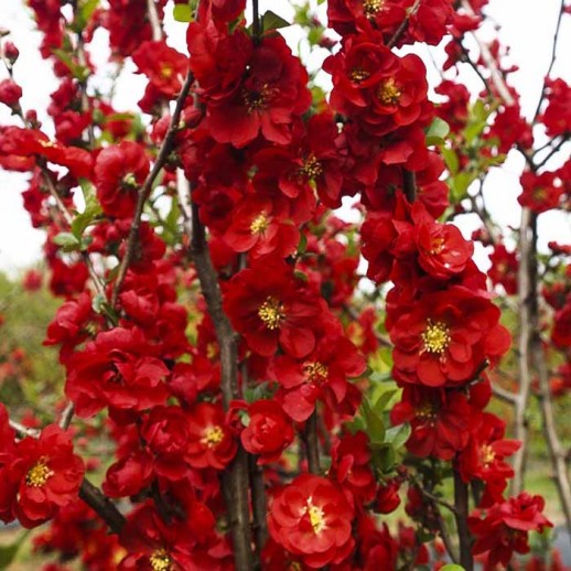 Айва Скарлет Шторм (Chaenomeles superba Scarlet Storm)С3L 40+cm. BE из питомника Ваш сад