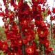 Айва Скарлет Шторм (Chaenomeles superba Scarlet Storm)С3L 40+cm. BE из питомника Ваш сад