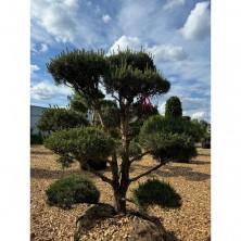 Бонсай сосна обыкновенная (Pinus Sylvestris) ш150-200см;h250-275см  XXL
