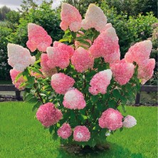 Гортензия метельчатая Пинк энд Роуз (Hydrangea paniculata Pink & Rose) C15L vg