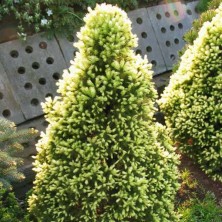 Ель канадская Рэйнбоуз Энд (Picea glauca Rainbow's End) D6; 60-70cm. XXL