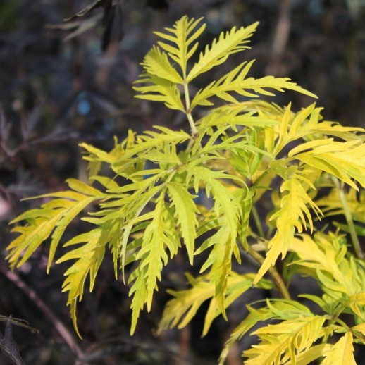 Бузина красная Сазерленд Голд (Sambucus racemosa Sutherland Gold) C6L; 50-60cm. XXL из питомника Ваш сад