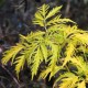 Бузина красная Сазерленд Голд (Sambucus racemosa Sutherland Gold) C6L; 50-60cm. XXL из питомника Ваш сад