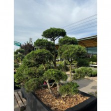 Бонсай Сосна горная Гном (Pinus mugo Gnom) ш.125-150см;h125-150см  XXL