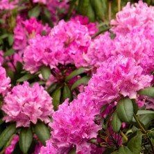 Рододендрон катевбинский Розеум Элеганс (Rhododendron Roseum Elegans) C6L; 40-50cm. XXL