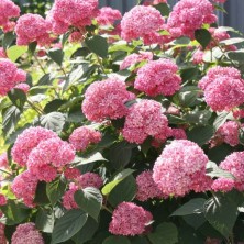 Гортензия древовидная Пинк Аннабель (Hydrangea arborescens Pink Annabelle) C10L;60-80 BE