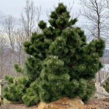 Сосна Черная (Pinus nigra) C3L;30+см BE