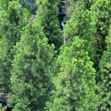 Ель сизая Коника (Picea glauca Conica) h80-100 C12L