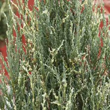 Можжевельник скальный Блю Айвори (Juniperus scopulorum Blue Ivory) C3L;30 см BE