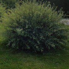 Ива пурпурная Нана (Salix purpurea Nana) С5L