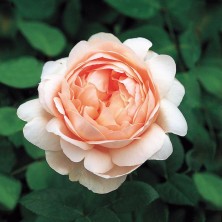 Ambridge Rose (Эмбридж Роуз) Д.Остин C12L