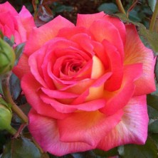 Роза Parfum de Grasse (Парфюм де Грассе) C12L