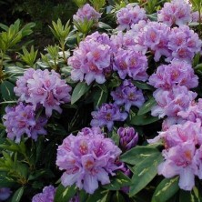 Рододендрон гибридный Голдфлиммер (Rhododendron Goldflimmer) C4,5L; 25-30cm. XXL