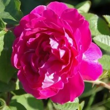 Роза Parfum de l'Haye (Парфюм де Хай) C12L
