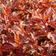 Пузыреплодник калинолистный Литл Ангел (Physocarpus opulifolius Little Angel) C18L; 100-125cm. XXL из питомника Ваш сад